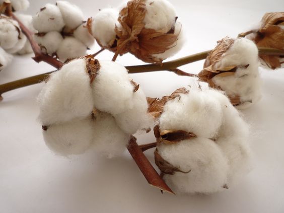 夏　推薦　材質